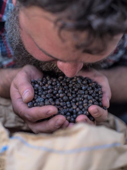 a man smelling juniper in his hands